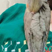 عروس گم شدهه