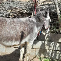 یک الاغ نر کاری .