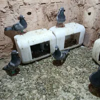 سبز مسافتی ذات دار