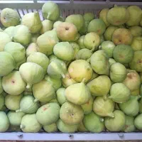 انجیر درجه یک