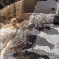 ۱۰ تا جوجه کبوتر ۵۰ روزه