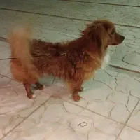 سگ نر