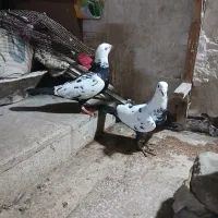 کبوتر سینه مشهدی