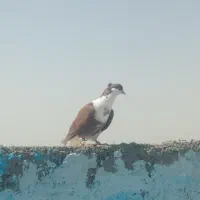 کبوتر