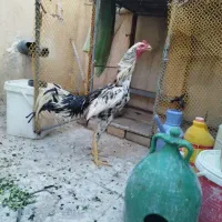 قفس حیوانات