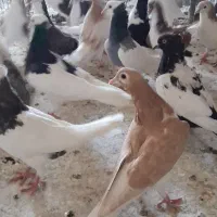 ۳۵تا کفتر نیشابور