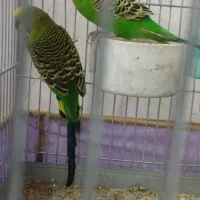 مرغ عشق