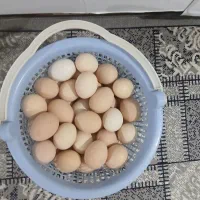 تخم مرغ