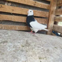 کبوتر|پرنده|بم, |دیوار