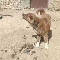 سگ سرخ|سگ|گلپایگان, |دیوار