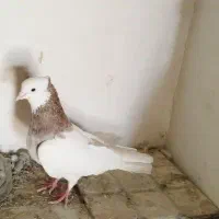 کبوتر