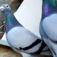 یه جفت سبز آلمانی ذات دار زرنگ
