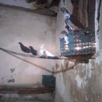 کبوتر