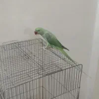 شاه طوطی  ماده  یک سال نشده هنوز