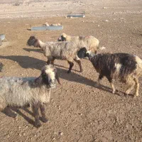 میش آبستن|حیوانات مزرعه|شیراز, کوشک بیدک|دیوار