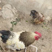 خروس