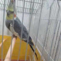 عروس هلندی نر جوان پر انرژی