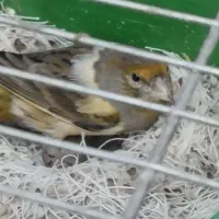 قناری ماده اماده