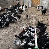 جوجه گلین/محلی/مرندی/بوقلمون