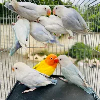 ۸ عدد طوطی کوتوله پیل فالو اپلاین و گرین فالو