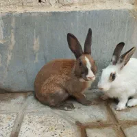 واگذاری خرگوش