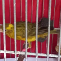 قناری نر ابلق