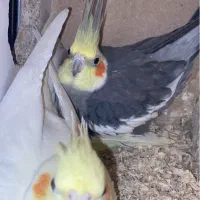 یک جفت عروس هلندی