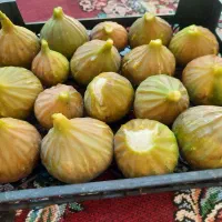 میوه|خوردنی و آشامیدنی|آشخانه, |دیوار