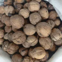 گردو کاغذی