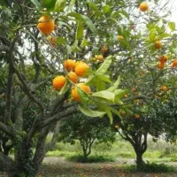 فروش بسیار  فوری زمین باغی