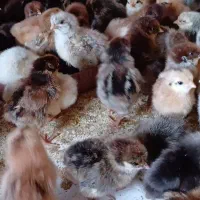 جوجه گلپایگان درجه ۱ .  ۳ روزه