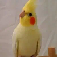 عروس هلندی گمشده محدوده مسکن مهر ترمینال هجرت