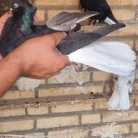 اشعل 16 پر دم