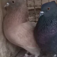 کبوتر