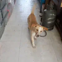 پاکوتاه