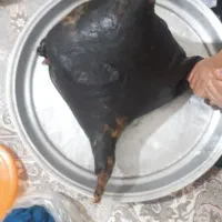 خیگ