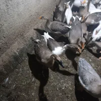 انواع غازوقوغاز