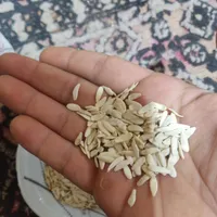 بزر خیار ترک درجه یک|گل و گیاه طبیعی|رامهرمز, |دیوار