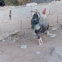 خروس محلی