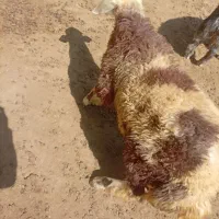 بره نرگیج