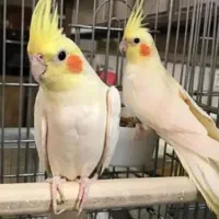 عروس هلندی