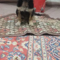 سگ گمشده