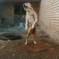 ماده 2 ساله ب ضمانت گله