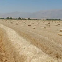 پرس گندم