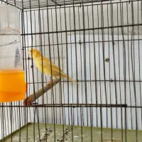 قناری|پرنده|اصفهان, باغ زرشک|دیوار