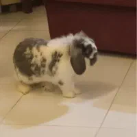 واگذاری خرگوش لوپ و مینیاتوری با هم