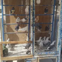 کفتر