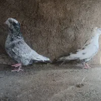 کفتر،شکار