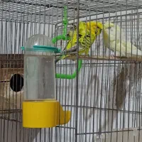 مرغ عشق پروانه ای