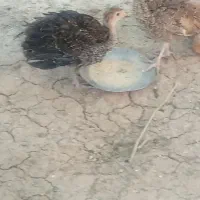 بوقلمون